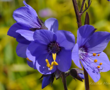 596_7649_Polemonium_caeruleum_Bressingham_Purple__3.JPG