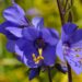 596_7649_Polemonium_caeruleum_Bressingham_Purple__3.JPG