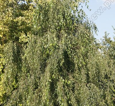 Betula pendula 'Gracilis' arukask 2_Szmit_Bronislaw Szmit