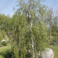 Betula pendula 'Gracilis' arukask_Szmit_Bronislaw Szmit