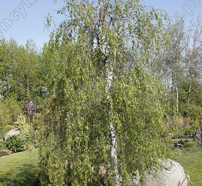 Betula pendula 'Gracilis' arukask_Szmit_Bronislaw Szmit