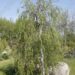 Betula pendula 'Gracilis' arukask_Szmit_Bronislaw Szmit