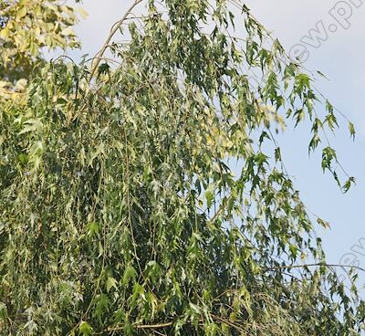 Betula pendula 'Gracilis' arukask 3_Szmit_Bronislaw Szmit