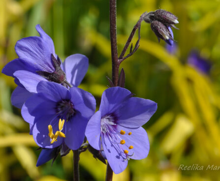 596_7650_Polemonium_caeruleum_Bressingham_Purple_.JPG