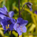 596_7650_Polemonium_caeruleum_Bressingham_Purple_.JPG