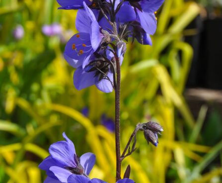 596_7651_Polemonium_caeruleum_Bressingham_Purple__2.JPG