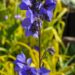 596_7651_Polemonium_caeruleum_Bressingham_Purple__2.JPG