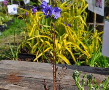 596_7652_Polemonium_caeruleum_Bressingham_Purple__4.JPG