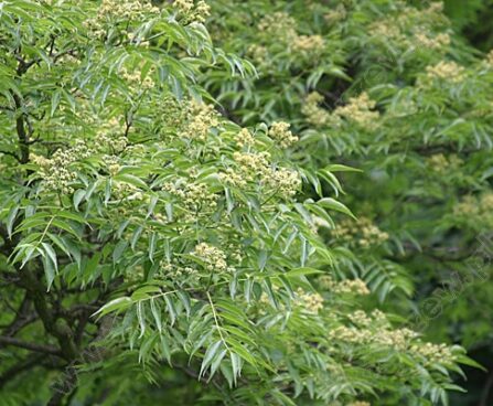 Phellodendron amurense_korgipuu amuuri_Szmit_Bronislaw Szmit