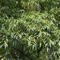 Phellodendron amurense_korgipuu amuuri 2_Szmit_Bronislaw Szmit