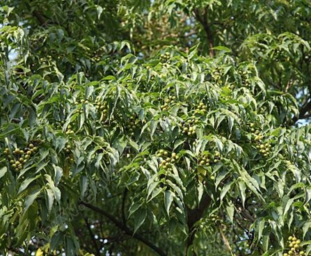 Phellodendron amurense_korgipuu amuuri 2_Szmit_Bronislaw Szmit