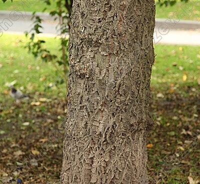 Phellodendron amurense_korgipuu amuuri 3_Szmit_Bronislaw Szmit