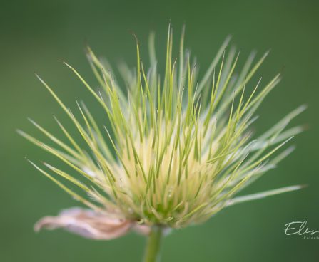 599_11025_Pulsatilla_vulgaris__karukell_3.jpg