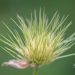 599_11025_Pulsatilla_vulgaris__karukell_3.jpg