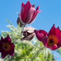 599_8192_Pulsatilla_vulgaris_2.JPG