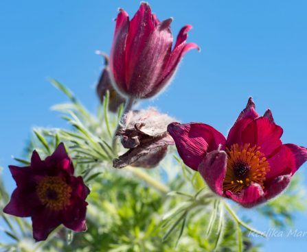 599_8192_Pulsatilla_vulgaris_2.JPG