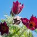 599_8192_Pulsatilla_vulgaris_2.JPG