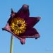 599_8193_Pulsatilla_vulgaris.JPG