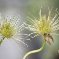 600_11027_Pulsatilla_vulgaris__karukell.jpg