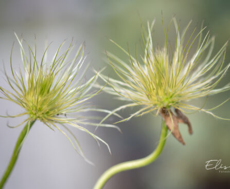 600_11027_Pulsatilla_vulgaris__karukell.jpg