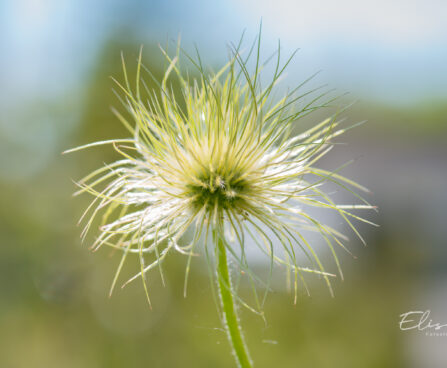 600_11168_Pulsatilla_vulgaris_karukell_2.jpg