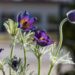 600_8187_Pulsatilla_vulgaris_3.JPG