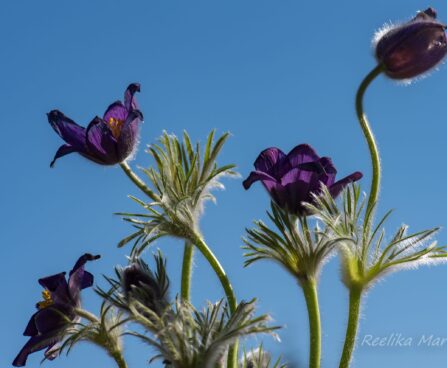 600_8188_Pulsatilla_vulgaris_4.JPG