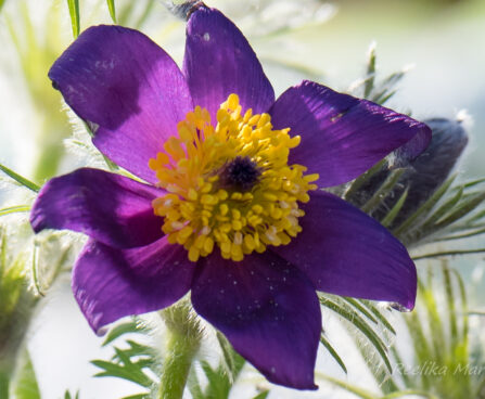 600_8189_Pulsatilla_vulgaris_5.JPG