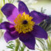 600_8189_Pulsatilla_vulgaris_5.JPG