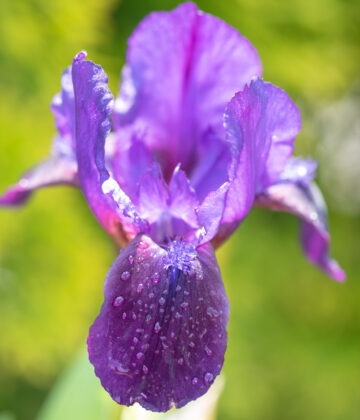 Iris pumila `Little Shadow` kääbus iiris