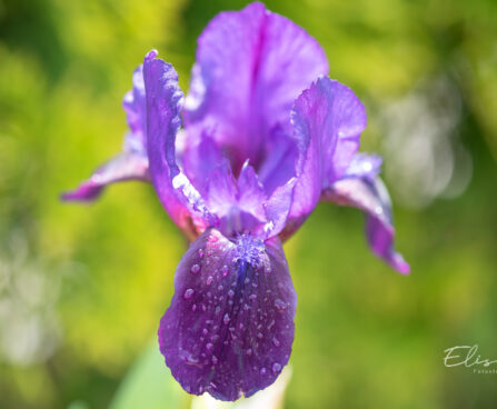 Iris pumila `Little Shadow` kääbus iiris