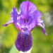 Iris pumila `Little Shadow` kääbus iiris