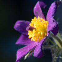 600_8190_Pulsatilla_vulgaris_7.JPG