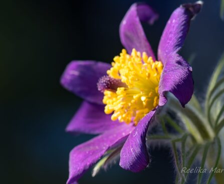 600_8190_Pulsatilla_vulgaris_7.JPG