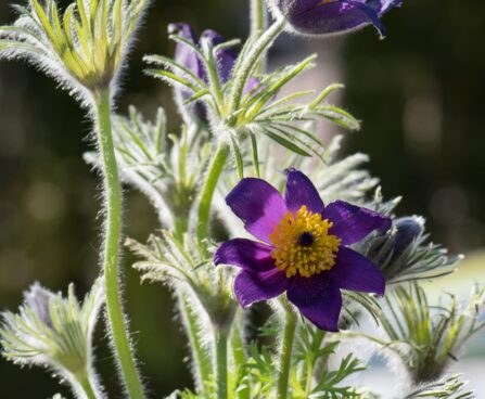 600_8191_Pulsatilla_vulgaris_6.JPG