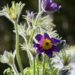 600_8191_Pulsatilla_vulgaris_6.JPG