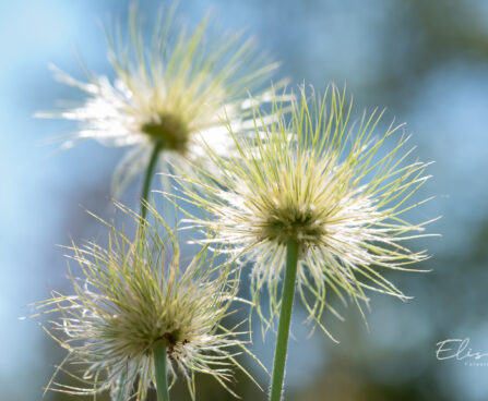 601_11166_Pulsatilla_vulgaris_karukell.jpg