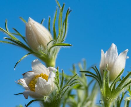 601_8183_Pulsatilla_vulgaris__3.JPG