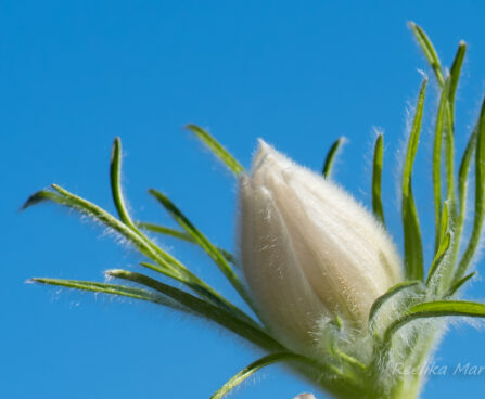 601_8184_Pulsatilla_vulgaris__4.JPG