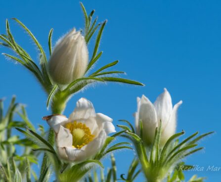 601_8185_Pulsatilla_vulgaris__5.JPG