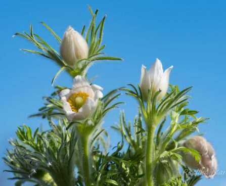 601_8186_Pulsatilla_vulgaris_.JPG