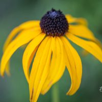 602_10547_Rudbeckia_fulgida_Goldsturm_sarav_paevakubar.jpg