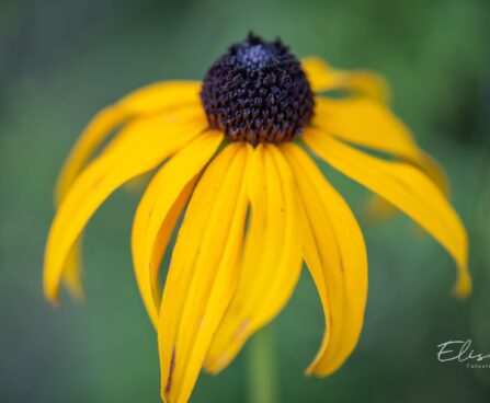 602_10547_Rudbeckia_fulgida_Goldsturm_sarav_paevakubar.jpg