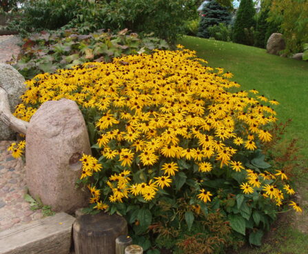 602_1872_Rudbeckia_fulgida.JPG