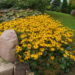 602_1872_Rudbeckia_fulgida.JPG