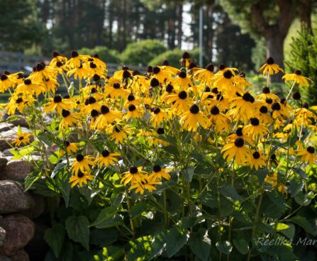 602_6431_Rudbeckia_fulgida_Goldsturm_.jpg