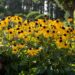 602_6431_Rudbeckia_fulgida_Goldsturm_.jpg