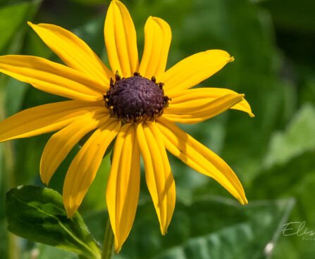 602_8933_Rudbeckia_fulgida_Goldsturm__2.JPG