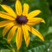 602_8933_Rudbeckia_fulgida_Goldsturm__2.JPG