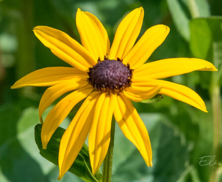 602_8934_Rudbeckia_fulgida_Goldsturm_.JPG